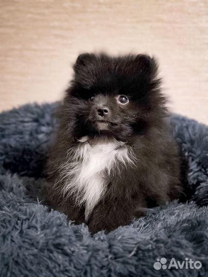 Щенки померанского шпица