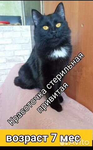 Кошечки и котики стерилизованные