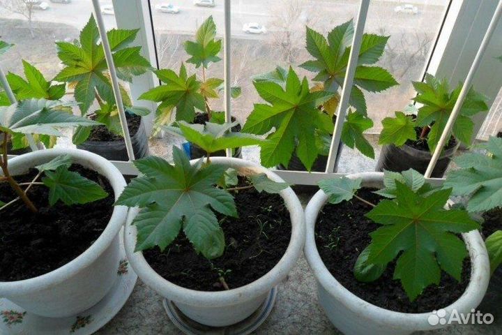 Клещевина -пальма