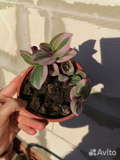 Традесканция нанук