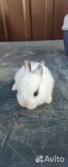 Декоративные зайки