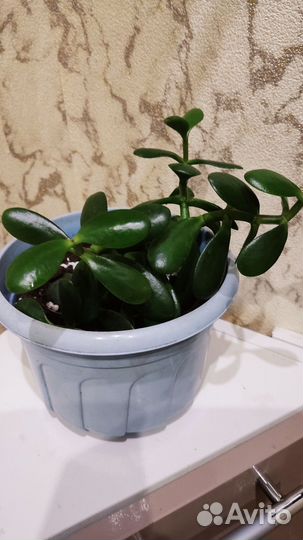 Толстянка - денежное дерево