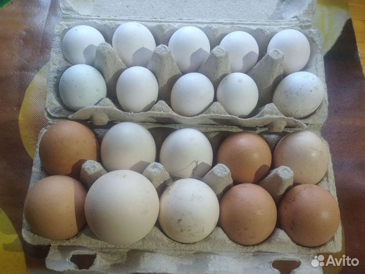 Домашние куриные яйца, куры