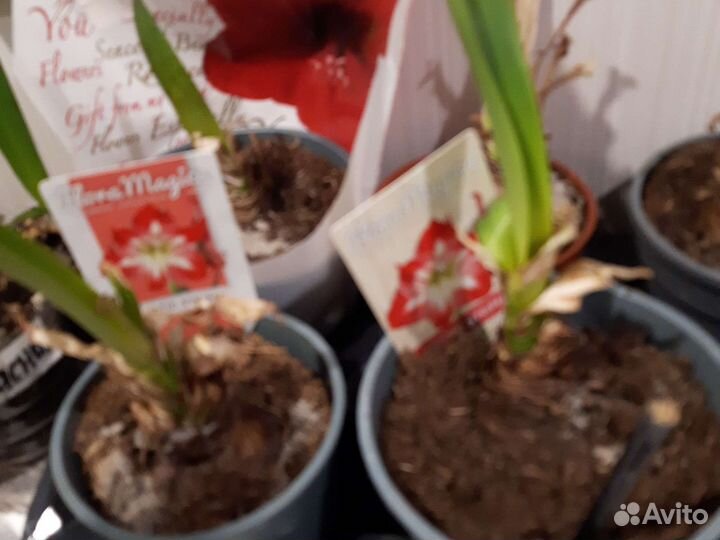 Гипеаструм