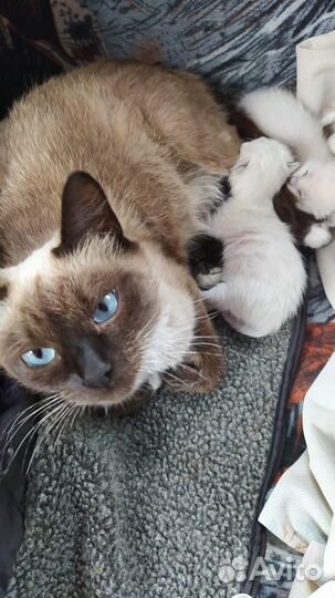 Сиамские котятки