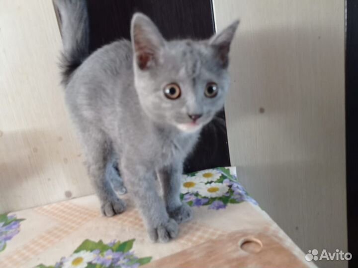 Кошка в дар