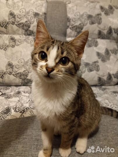 Кошечка в добрые руки