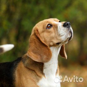 Усыпление и кремация домашних животных