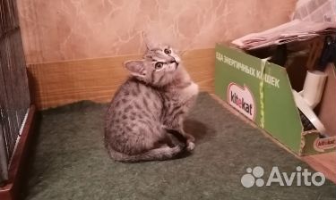 Серафима в добрые руки