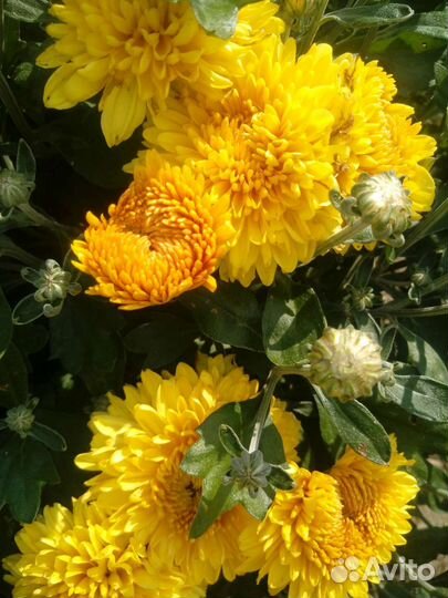 Хризантемы