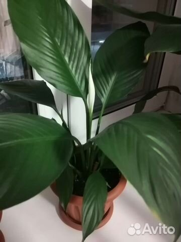 Спатифиллум широколиственный и домино цветущие