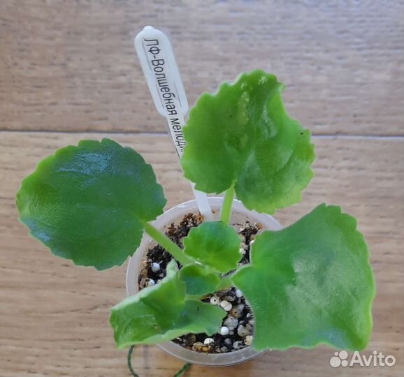 Фиалка (детки)