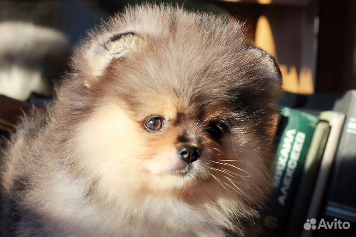 Эксклюзивные малыши Померанского Шпица