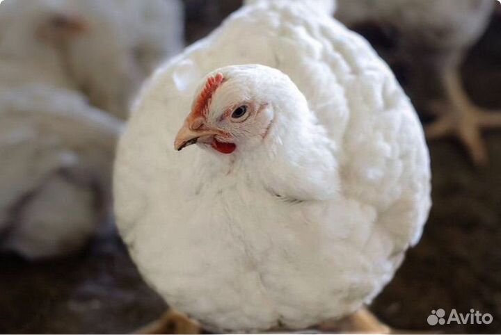 Куры бройлеры тушки мясо