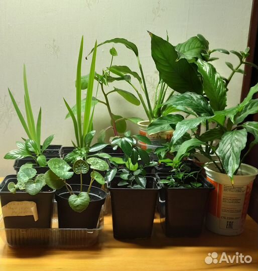 Цветы комнатные