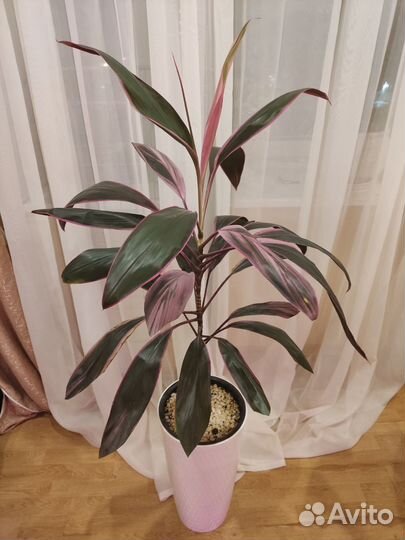 Кордилина розовая