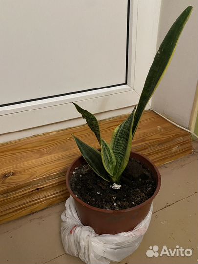 Сансевиерия