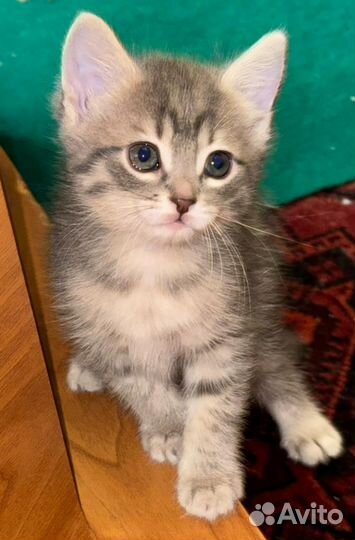 Котята от британской мамы, шерсть плюшевая