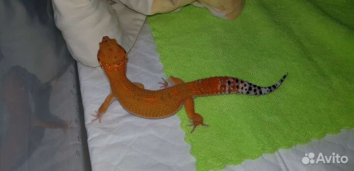 Эублефар самец