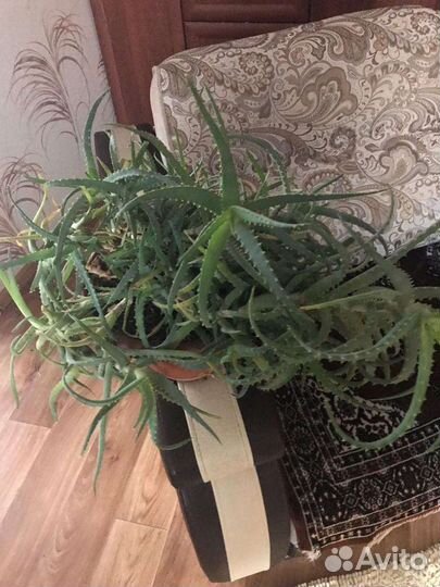 Алоэ столетник