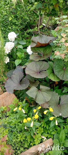 Растения для сада