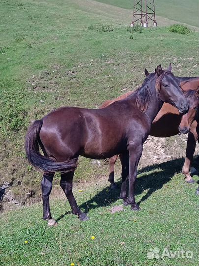 Карачаевский жеребенок