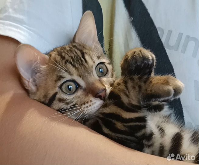 Бенгальский котенок девочка
