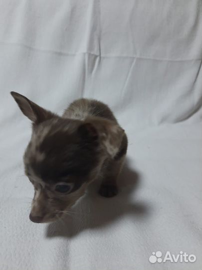 Мальчик той-терьер