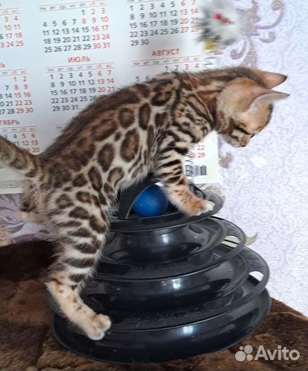 Бенгальские котята девочки