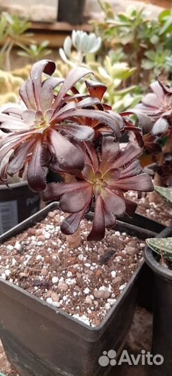 Эониум, несколько сортов из питомника растений