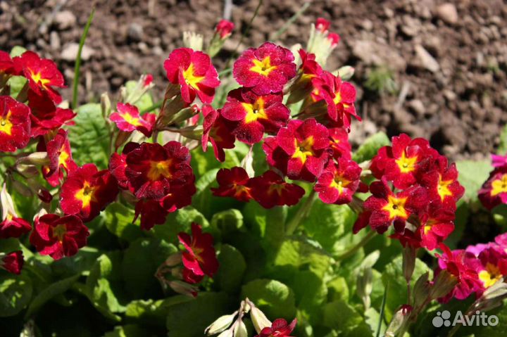 Примула садовая