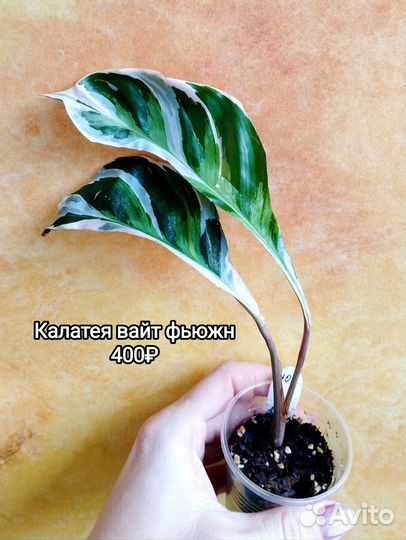 Марантовые