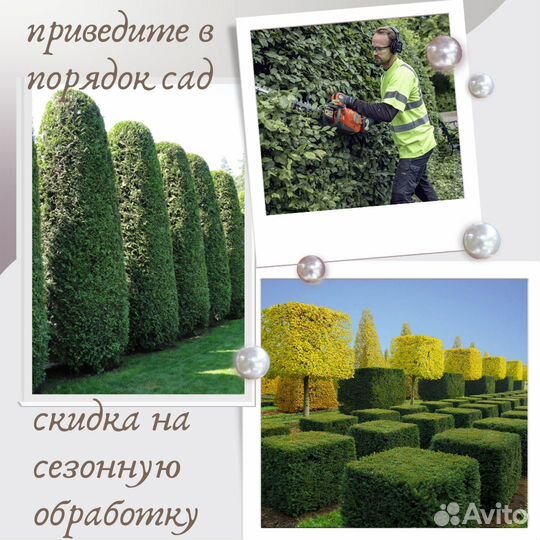 Спилить дерево. Обрезка плодовых
