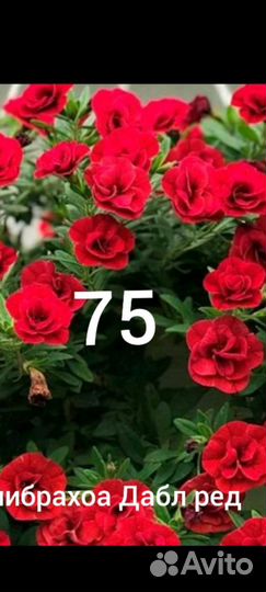 Петуния тайдал, вегетки, калибрахоа,ипомея батат