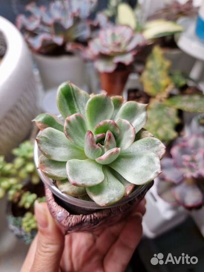 Echeveria chris boney