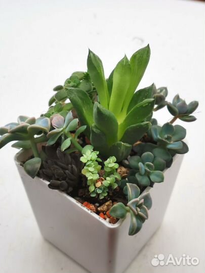 Суккуленты наборы черенков