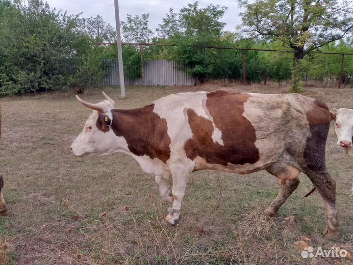 Корова дойная