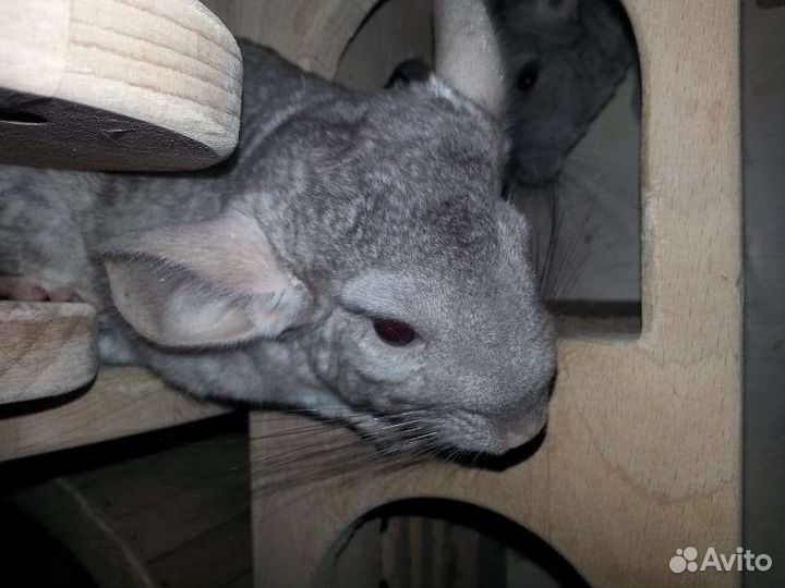 Шиншиллы домашние