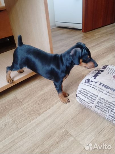 Цвергпинчар