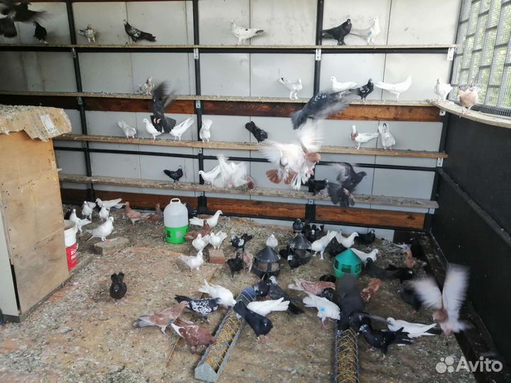 Голуби бакинские бойные