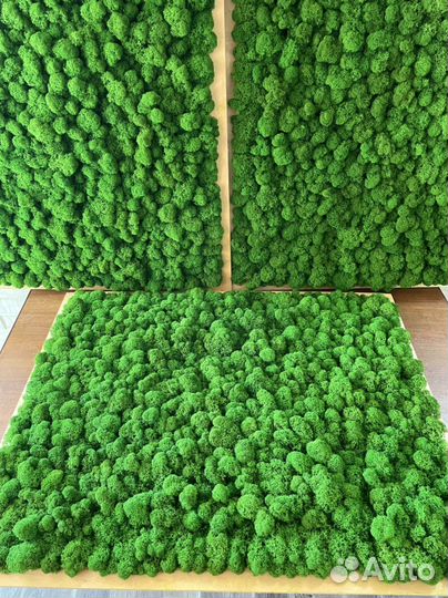 Панно из мха