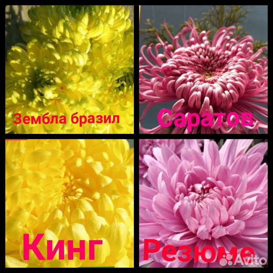 Хризантема