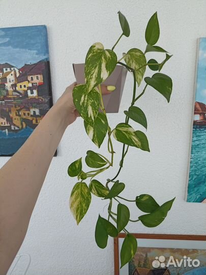 Эпипремнум