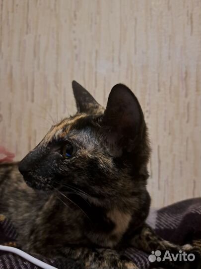 Ориентальные котята