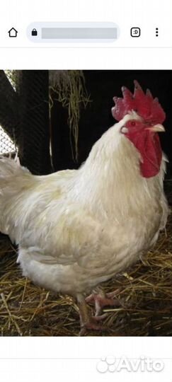 Продам Молодых Петушков на Мясо и на разведение