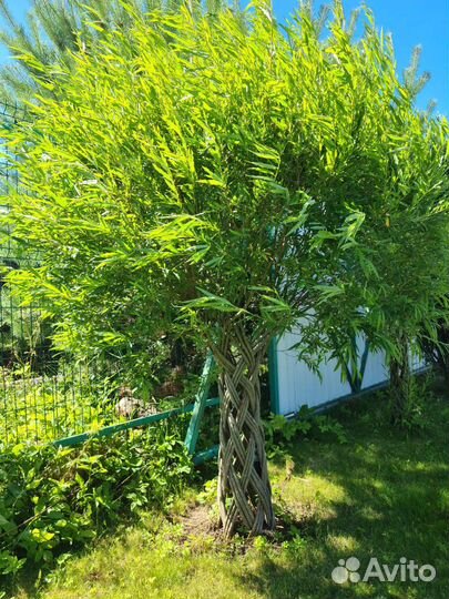 Саженцы плетеной ивы