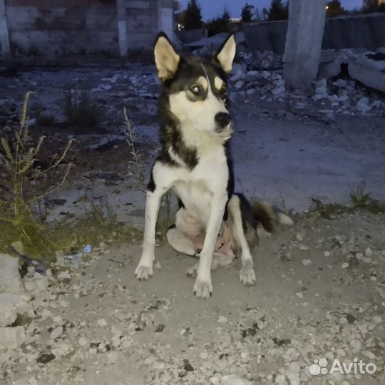 Отдам щенков в добрые руки