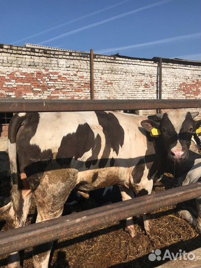 Бычки телята от 1мес