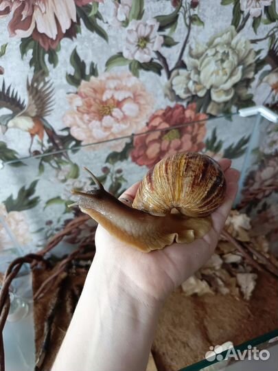 Улиткариум с улитками