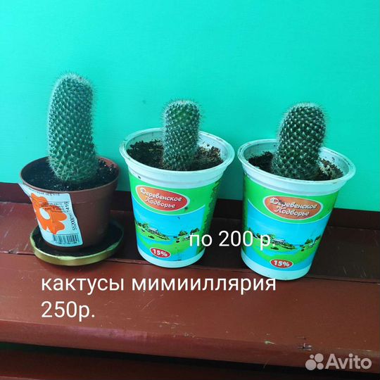 Комнатные цветы